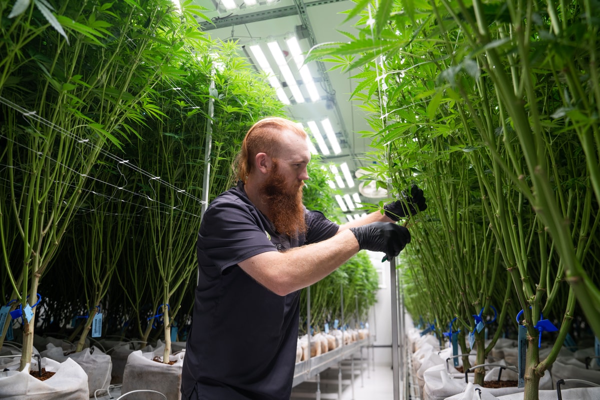 Topical cannabis product sales are available at The Grove Cannabis Dispensary Pahrump. October is a great time to consider how topical cannabis products can enhance your wellness practices. These products provide targeted relief and can be a valuable addition to your routine. At our dispensary, you can shop a variety of…